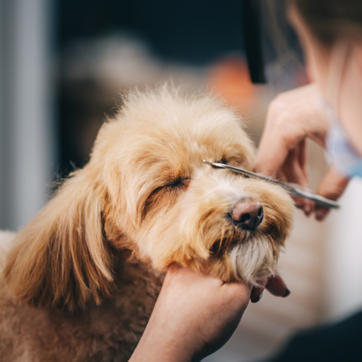 Max's Pet Market & Salon Dog Grooming